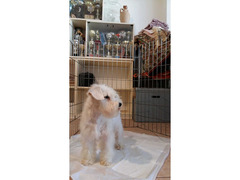 cuccioli schnauzer nano bianco