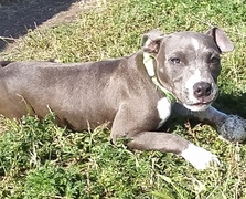 Cucciola american amstaff