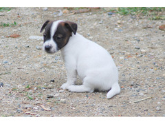 Cucciola di Jack Russell Terrier
