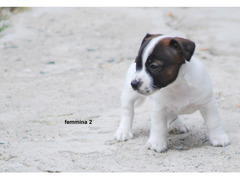 Cucciola di Jack Russell Terrier
