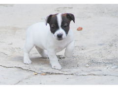 Cucciola di Jack Russell Terrier