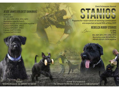 Giant Schnauzer