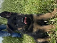 Cuccioli di pastore tedesco