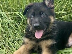 Cuccioli di pastore tedesco