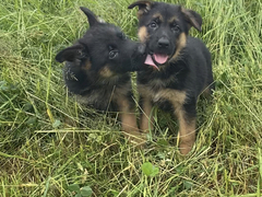 Cuccioli di pastore tedesco