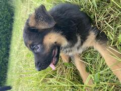 Cuccioli di pastore tedesco