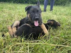 Cuccioli di pastore tedesco