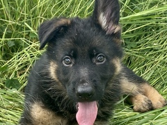 Cuccioli di pastore tedesco