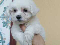 Cuccioli Toy piccoli maltese