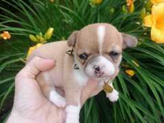 CHIHUAHUA VENDESI