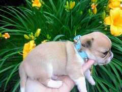 CHIHUAHUA VENDESI