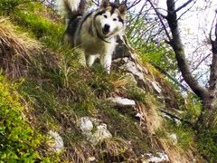 Cuccioli di Alaskan malamute