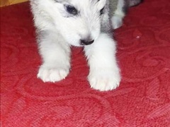 Cuccioli di Alaskan malamute