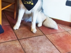 Cuccioli di Alaskan malamute