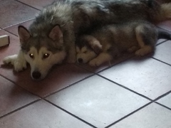 Cuccioli di Alaskan malamute