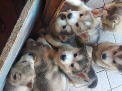 Cuccioli di Alaskan malamute