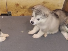 Cuccioli di Alaskan malamute