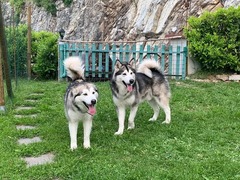 Cuccioli di Alaskan malamute
