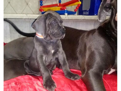 Great Dane puppies with pedigree- a representative social dog