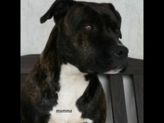 cuccioli  pitbull  tigrati