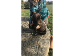 cuccioli  american  pitbull  tigrati