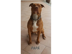 cuccioli  american  pitbull  tigrati