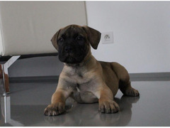 Bullmastiff - puppies with pedigree for sale #3