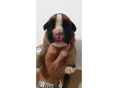 CUCCIOLI DI BOXER ALTA GENEALOGIA