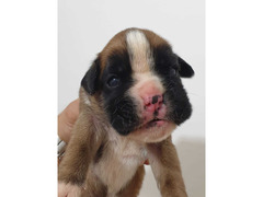 CUCCIOLI DI BOXER ALTA GENEALOGIA