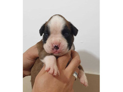 CUCCIOLI DI BOXER ALTA GENEALOGIA