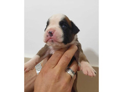 CUCCIOLI DI BOXER ALTA GENEALOGIA