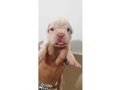 CUCCIOLI DI BOXER ALTA GENEALOGIA