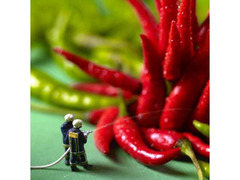 In Calabria è tempo di peperoncino fresco.