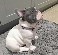 adorabile bulldog francese per una nuova casa