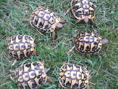 Vendo tartarughe Hermanni baby