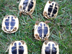 Vendo tartarughe Hermanni baby