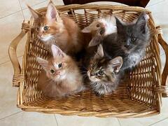 Cuccioli Maine Coon
