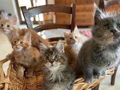 Cuccioli Maine Coon