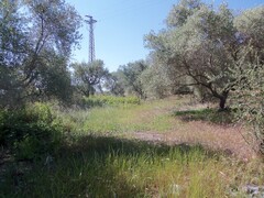 COD 0129 Terreno 10700 mq