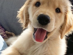 OFFRO SERVIZIO DI DOG SITTER&PENSIONE H24