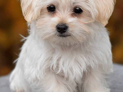 OFFRO SERVIZIO DI DOG SITTER&PENSIONE H24