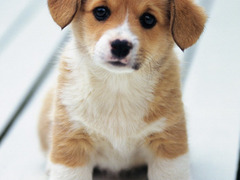 OFFRO SERVIZIO DI DOG SITTER&PENSIONE H24