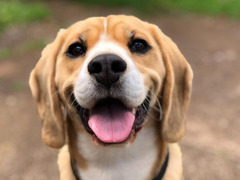 OFFRO SERVIZIO DI DOG SITTER&PENSIONE H24