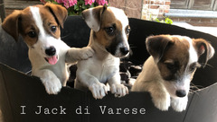 Jack Russell cuccioli Pedigree Enci