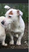 Jack Russell cuccioli Pedigree Enci