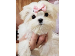 zucchero maltese dolce