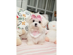 zucchero maltese dolce