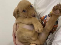 Regaliamo cuccioli pitbull/rotweiller/pastori