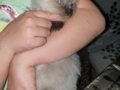 Cuccioli Ragdoll