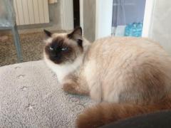 Cuccioli Ragdoll